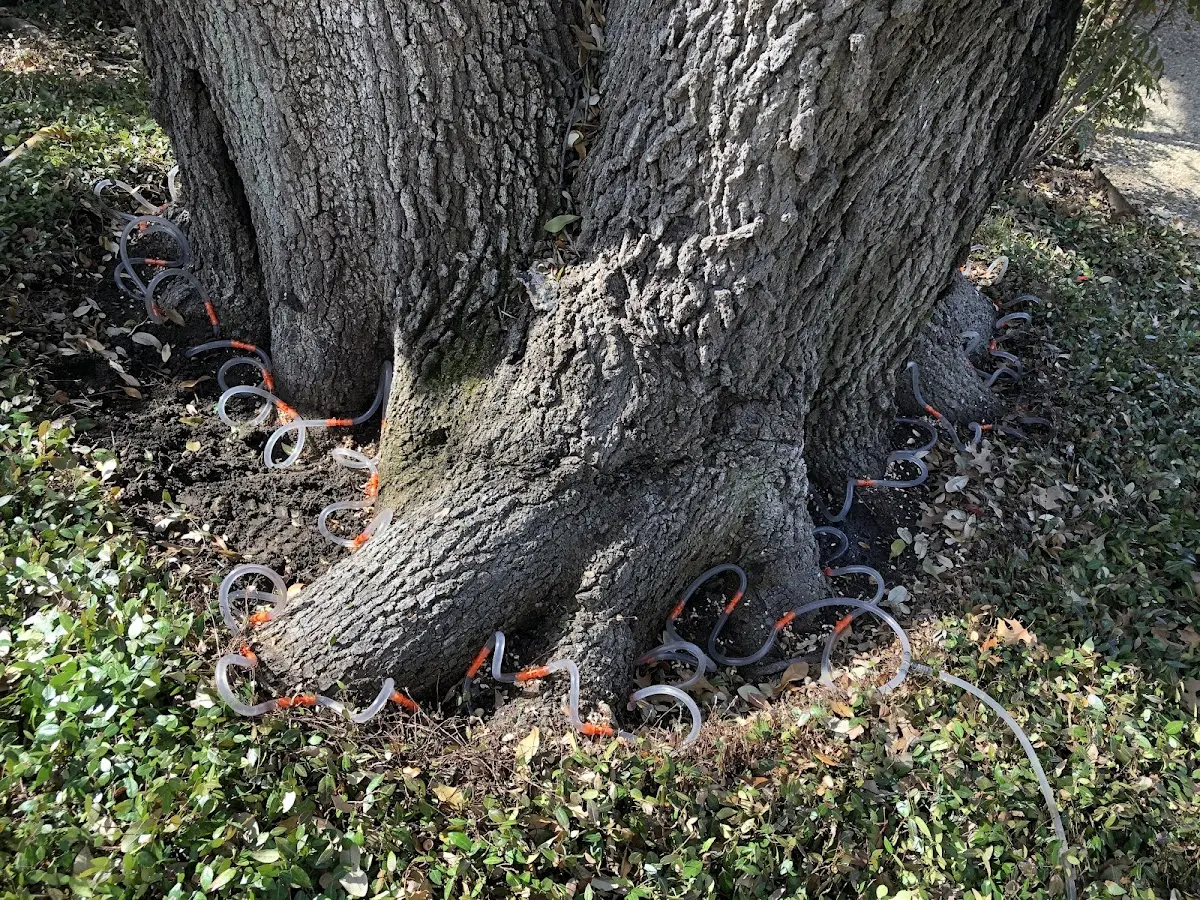 Detailed Tree Cabling and Bracing job site in Harrodsburg
