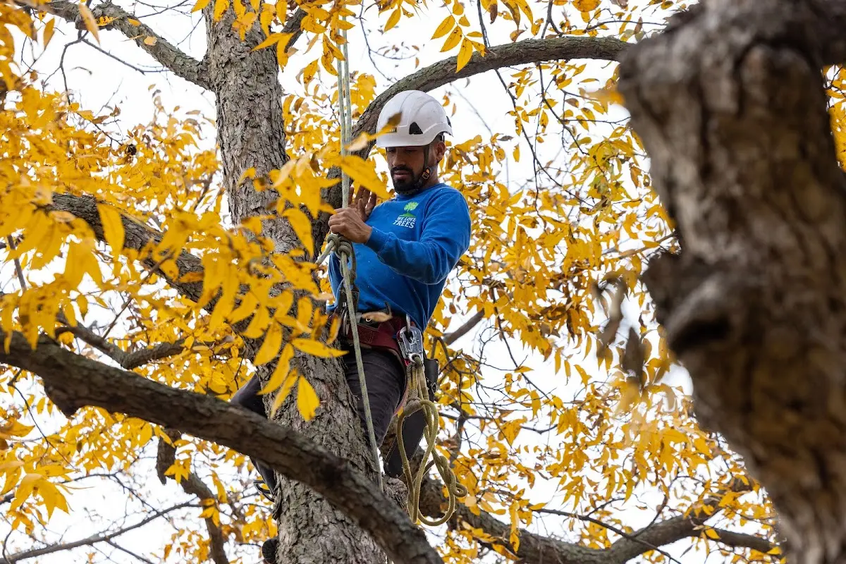 Skilled Tree Pruning crew working in Harrodsburg